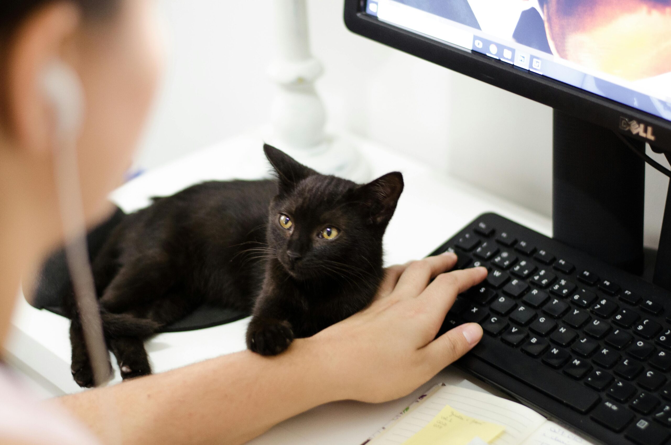 Chat noir sur un bureau, à côté d'un clavier d'ordinateur, illustrant la déconnexion et l'équilibre travail-vie personnelle.